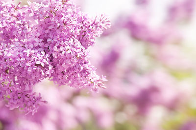 Close-up of pink flowers blooming outdoors