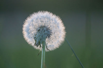 Close-up of dandelion against blurred background