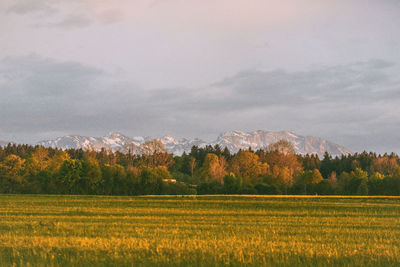 Scenic view of field against sky