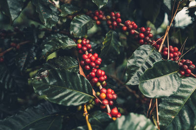 Close-up of red berries growing on coffee plant