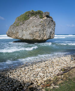 Coral reef boulder on the beach at bathsheba, barbados