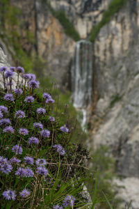 Close-up of purple flowering plants