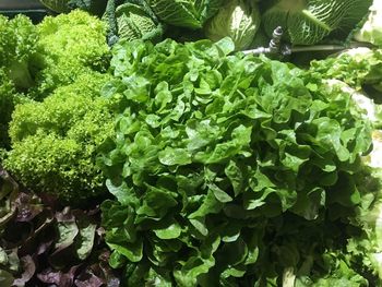 Close-up of vegetables in market