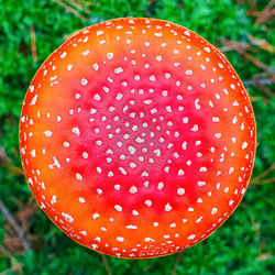 Close-up of fly agaric mushroom on field