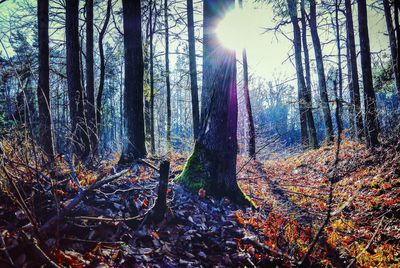 Sun shining through trees