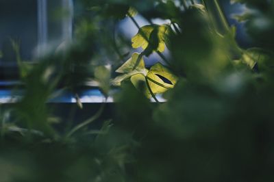 Close-up of insect on yellow flower