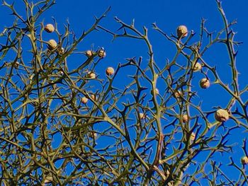 Low angle view of bare trees against clear blue sky