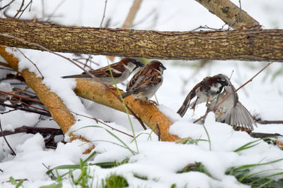 View of a bird on snow covered tree