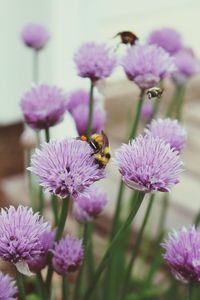 Close-up of bee pollinating on purple flower