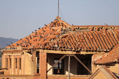 View of abandoned building against sky with a multitude of sunbathing pigeons