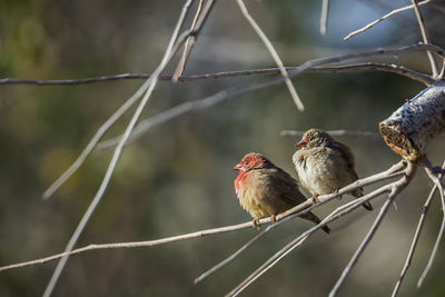 Close-up of birds perching on branch