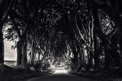 Empty pathway along trees