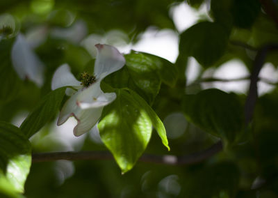 Close-up of white flowering plant