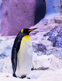 High angle view of penguin on rock in snow