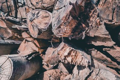 Stack of logs in forest