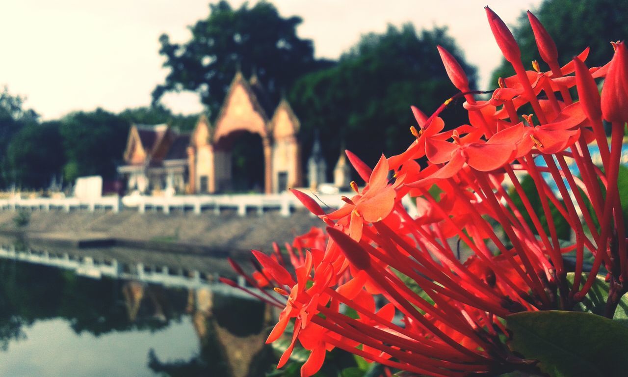 red, water, architecture, built structure, flower, building exterior, tree, focus on foreground, growth, plant, day, close-up, nature, outdoors, river, reflection, leaf, no people, freshness, sky