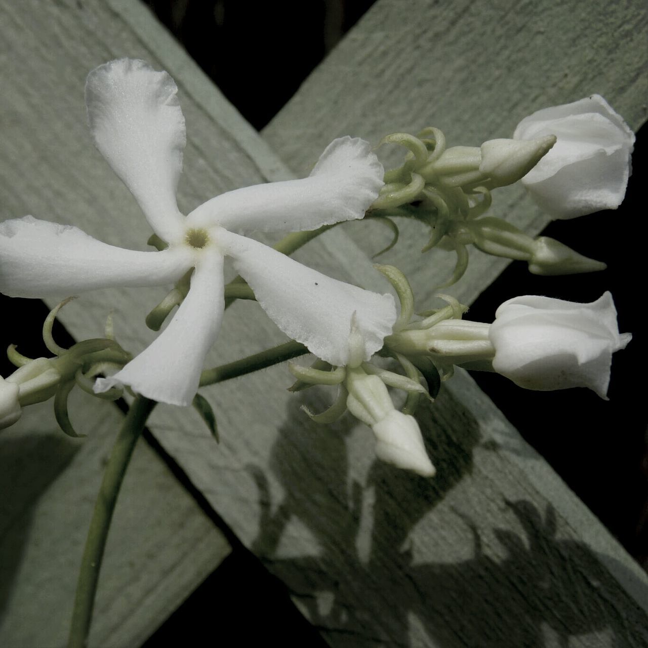 flower, petal, indoors, white color, fragility, freshness, flower head, close-up, table, white, growth, vase, still life, no people, plant, nature, beauty in nature, high angle view, focus on foreground, home interior