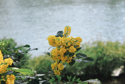 Close-up of yellow flowers blooming outdoors