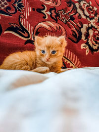 Portrait of kitten relaxing on bed