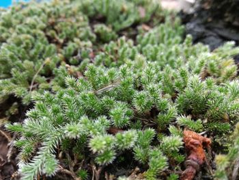 Close-up of plants growing on tree