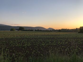 Scenic view of field against sky during sunset