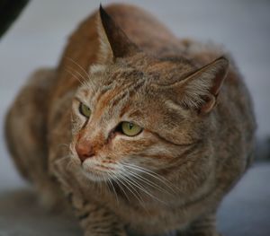 Close-up of a cat looking away