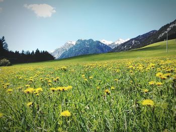 Flowers growing in field