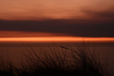 Close-up of grass on beach at sunset