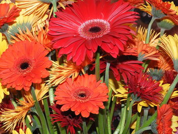 Close-up of red flowering plants