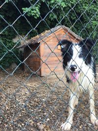 Close-up of dog standing on chainlink fence