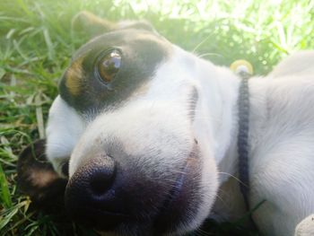 Close-up portrait of puppy