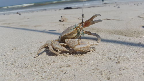 Crab stuck in hook on sand during sunny day