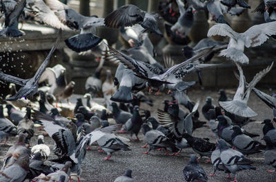 High angle view of birds