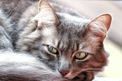 Close-up portrait of a cat