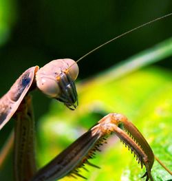 Close-up of insect on leaf