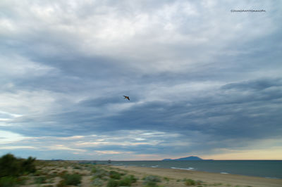 Bird flying over the sky