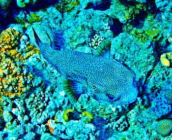 Close-up of fish in sea