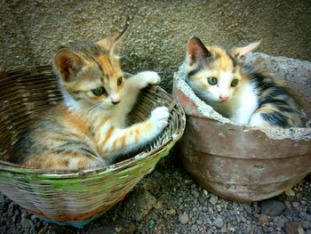 Portrait of kitten in basket