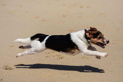 High angle view of dog on beach