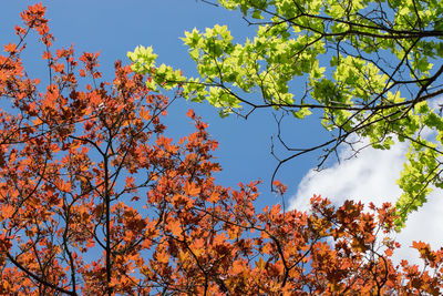 Low angle view of flowering tree against sky during autumn