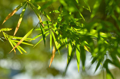 Low angle view of fresh green leaves