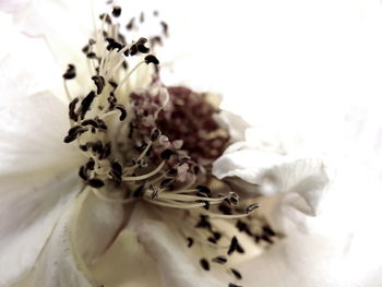 Close-up of white flowers