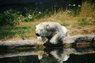 Polar bear by lake