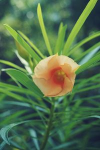 Close-up of flower blooming outdoors