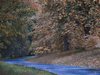 View of road amidst trees during autumn