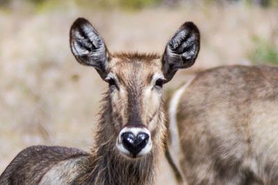 Close-up portrait of deer