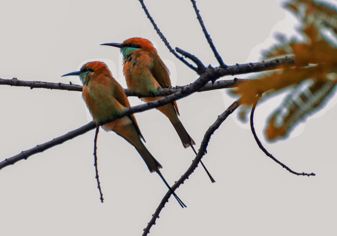 BIRD PERCHING ON A BRANCH