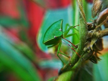 Close-up of insect on plant