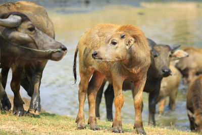 Cows standing in a field