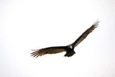 Low angle view of bird flying against clear sky